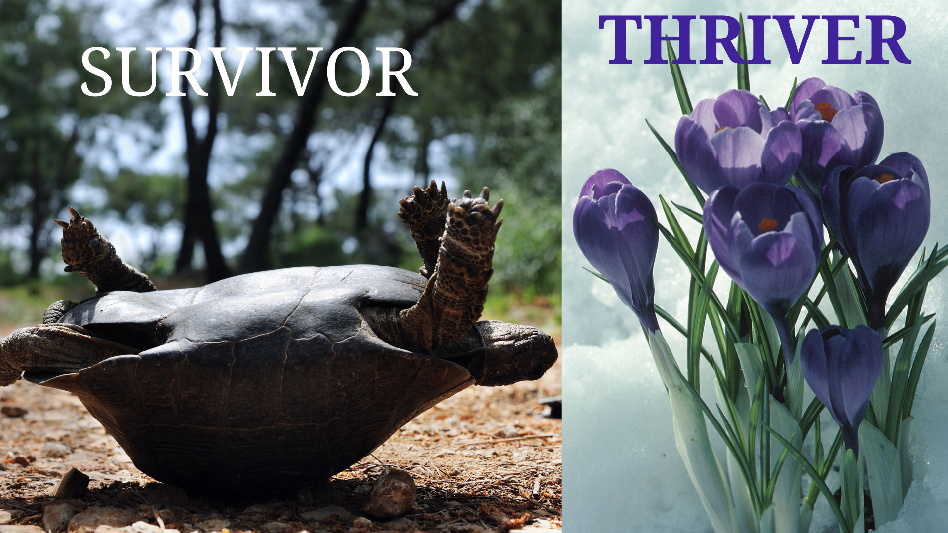 Victim-Survivor-Thriver-ADVOCATE!